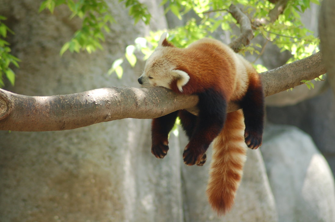 фото взято из открытого источника