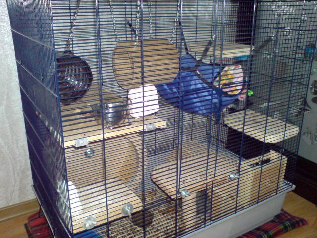 Пример обустройства клетки 