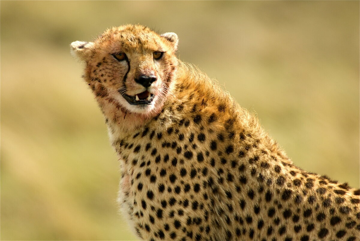 Яндекс. Картинки