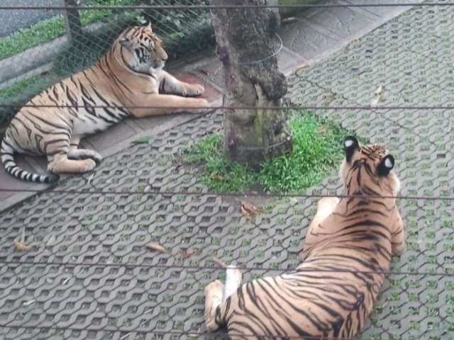 Чианг Маи, Таиланд, Тигриная ферма