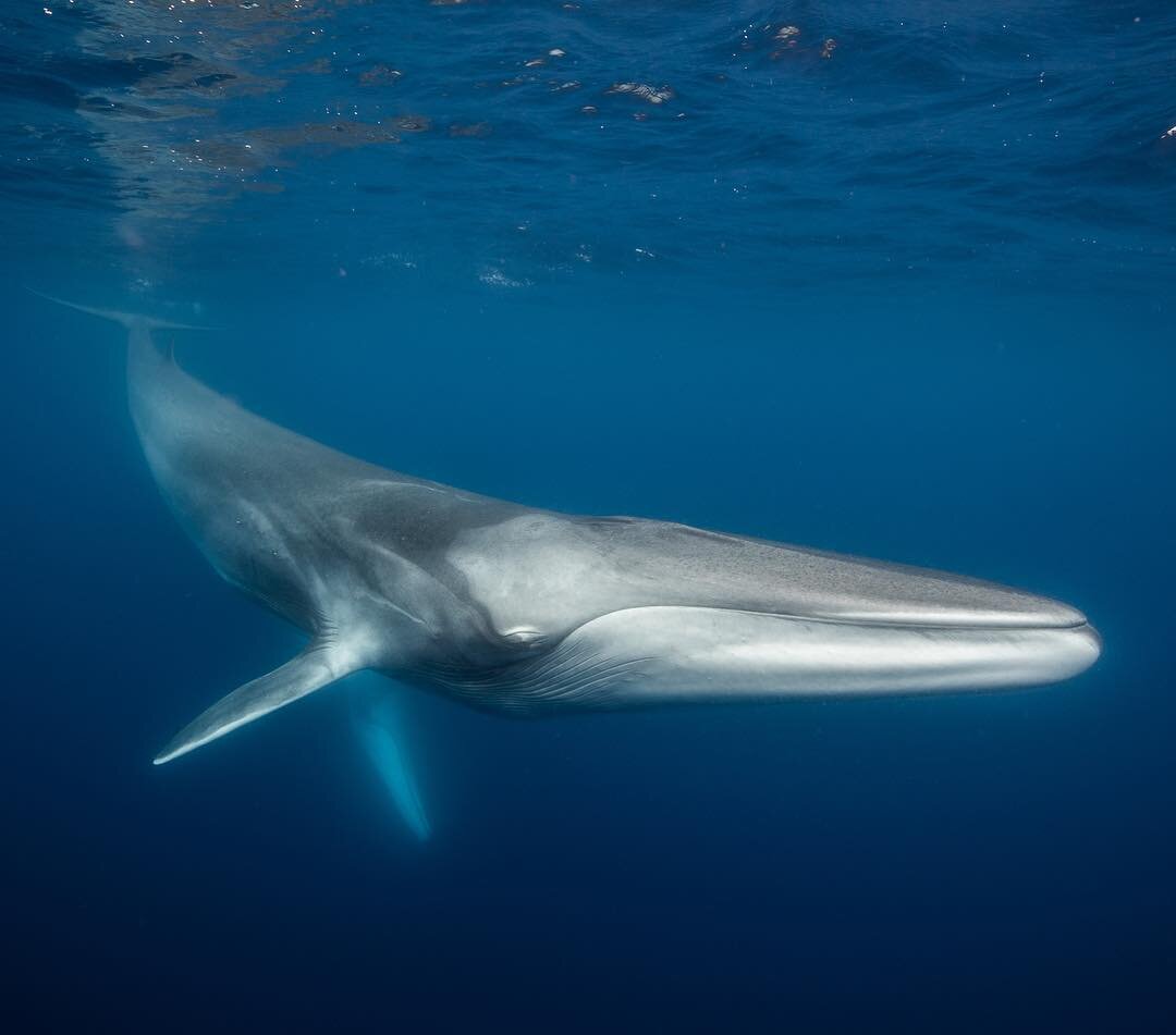 !!! ВЕЛИКАН - Самое крупное из известных науке животных - синий кит. Судя по ископаемым останкам динозавров, даже они были мельче.  Длина самки этого кита достигает более 30 м, масса - свыше 150 т, а съедает она до 4 т криля ежедневно.