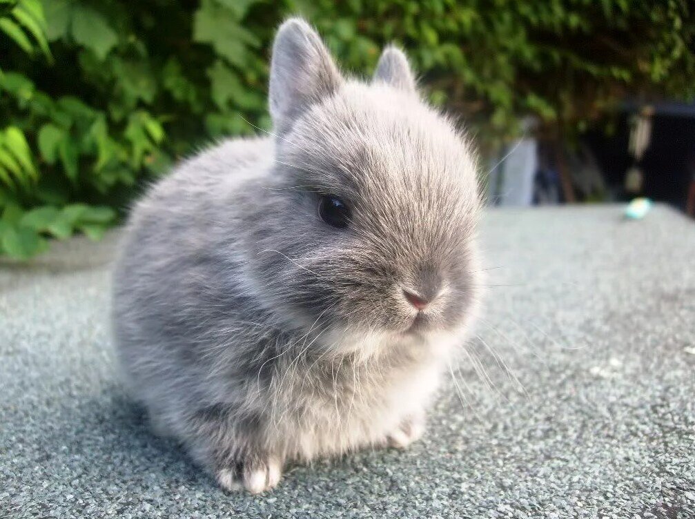 Короткошерстный карликовый кролик. Карликовый кролик минор. Кролик карликовый короткоухий. Карликовый кролик Пигмей. Домашний маленький кролик