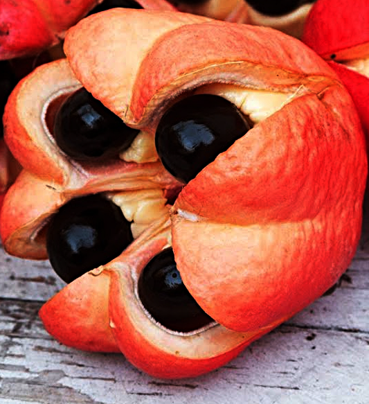 раскрывшиеся плоды можно употреблять в пищу