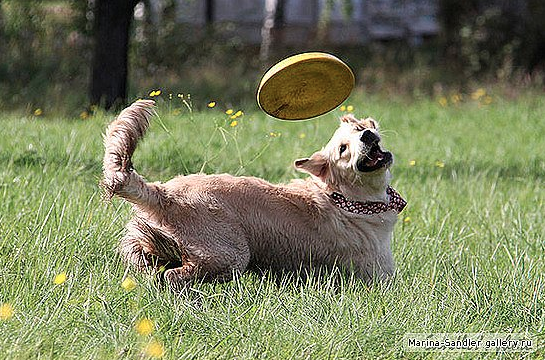 Фотогалерея нашей Мегги. Фото с соревнований по фризби.