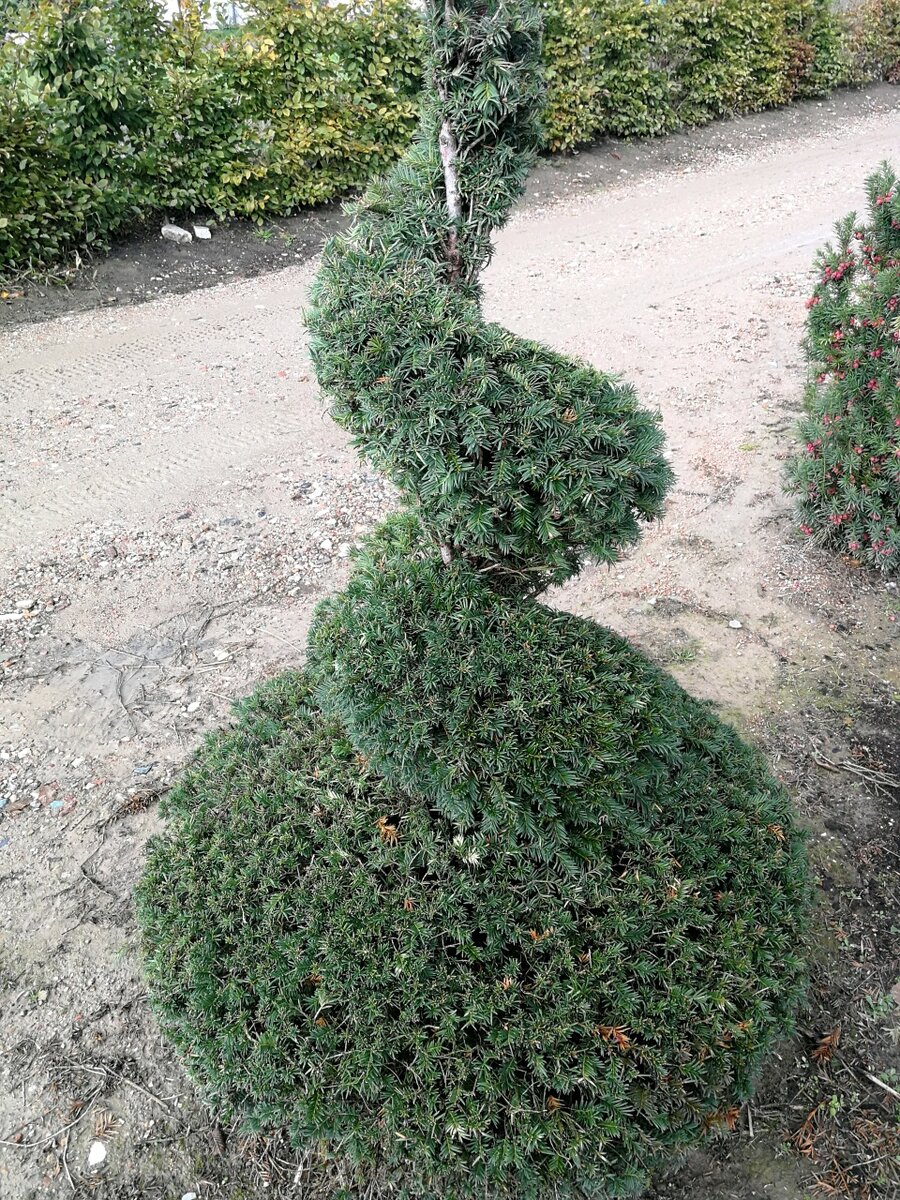 Тисс ягодный.