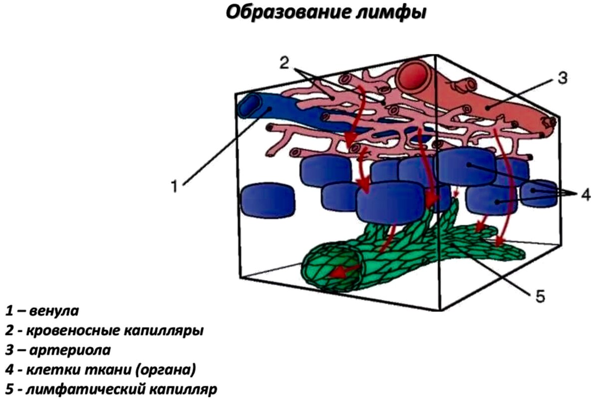 Лимфа образуется из