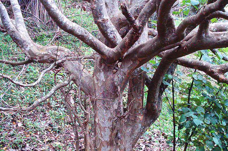 Фактура коры напоминает платан