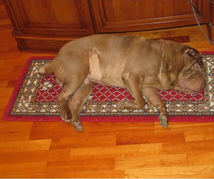 Кроме шарпея в список попало ещеещё 68 пород собак