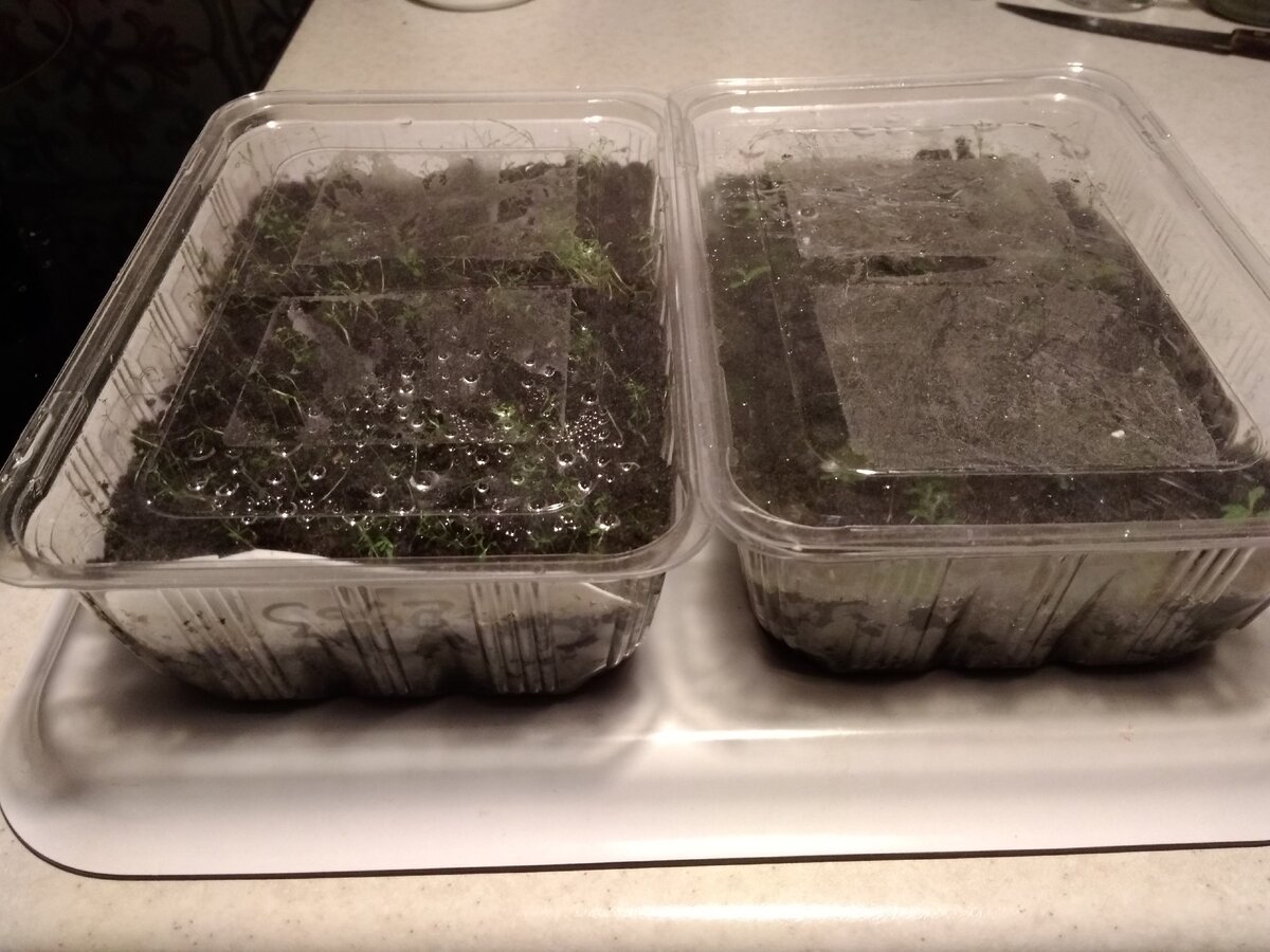 Посев рододендронов в пластиковые контейнеры