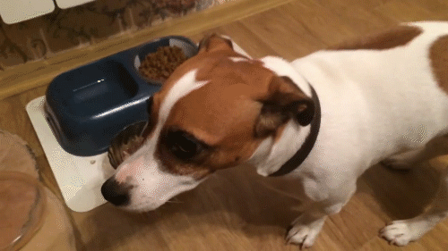 Собака не хочет есть. Видео с сайта youtube 