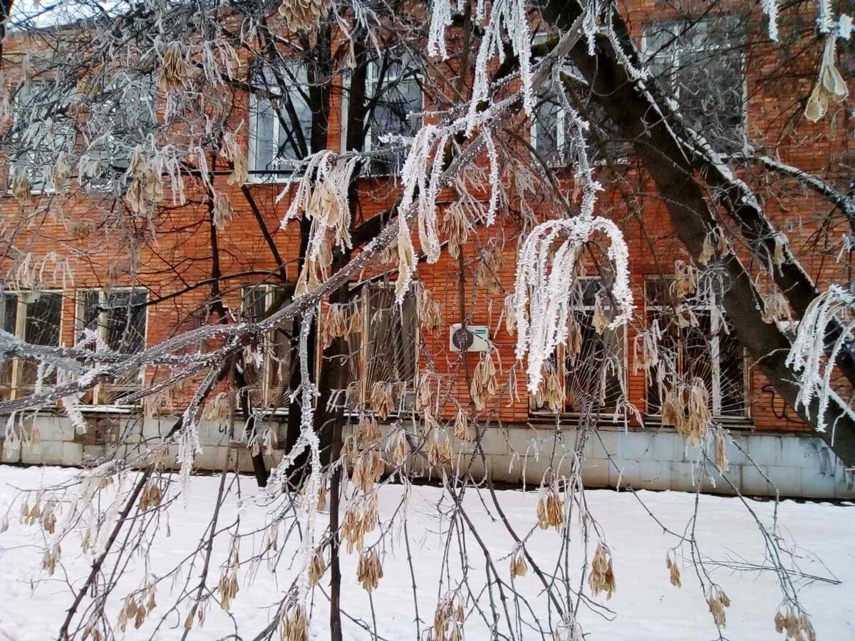 Так красиво обледенели веточки!