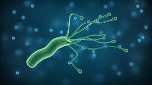 Вот он, знаменитый Helicobacter pylori