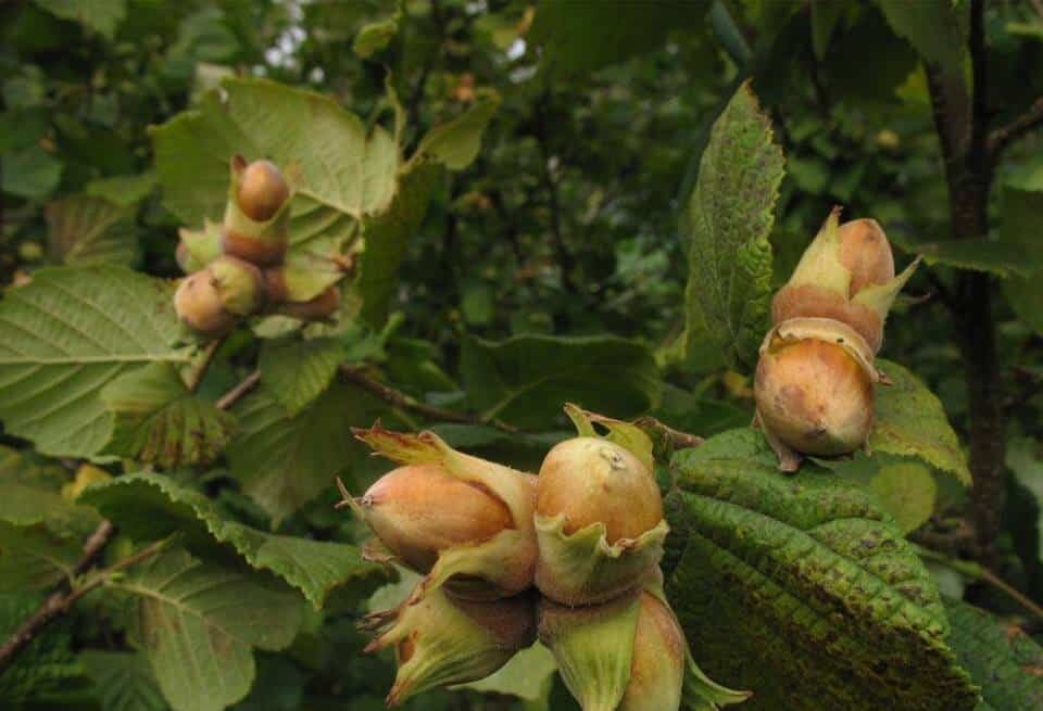 Лесная лещина