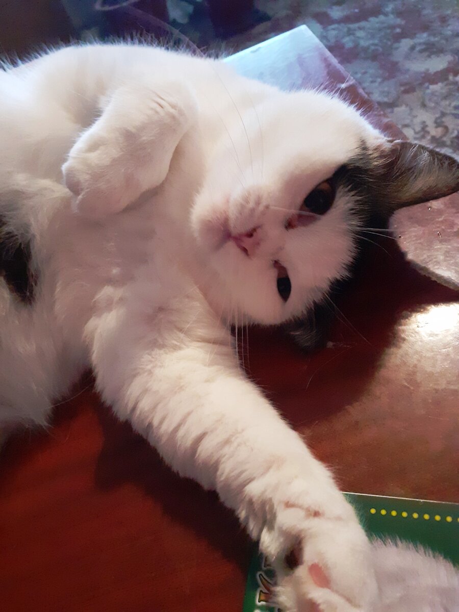 Генералиссимус Шарлотта поздравляет всех студентов!