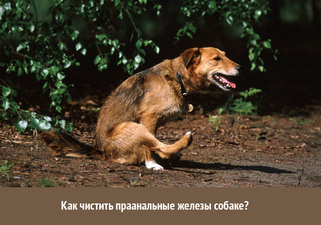 собака ебёт бабу Почему собака едет попой по полу? 🐶 👈 | Собакологика с Катериной  Тихоновой | Дзен