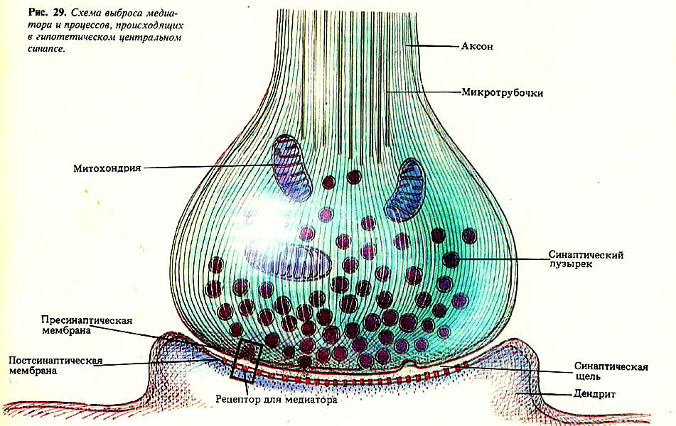 Правило этот процесс происходит в. Строение синапса медиатор. Схема строения химического синапса. Схема строения центрального синапса. Структура синапса схема.