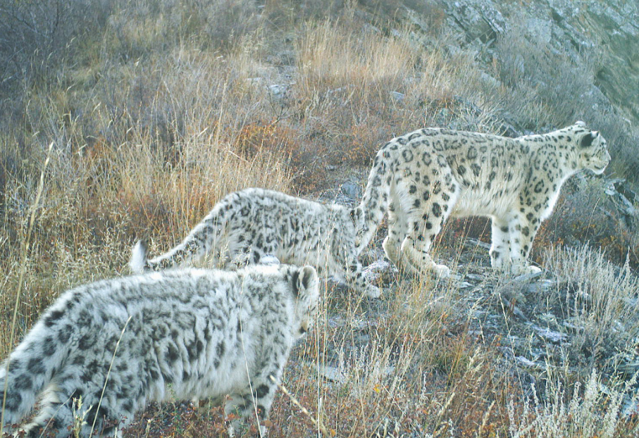 Ю-1 с выводком котят. Фото: WWF / Сайлюгемский нацпарк