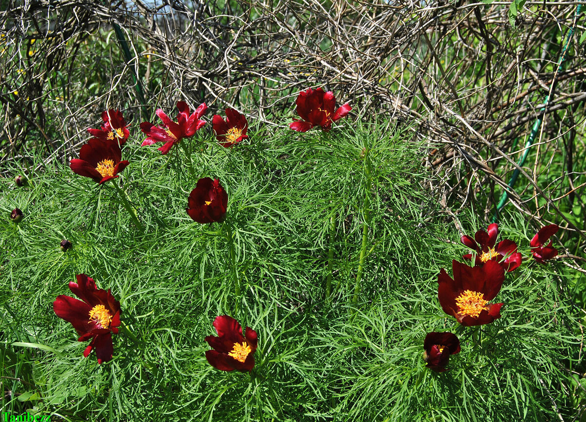 Пион узколистный (тонколистный) / Paeonia tenuifolia