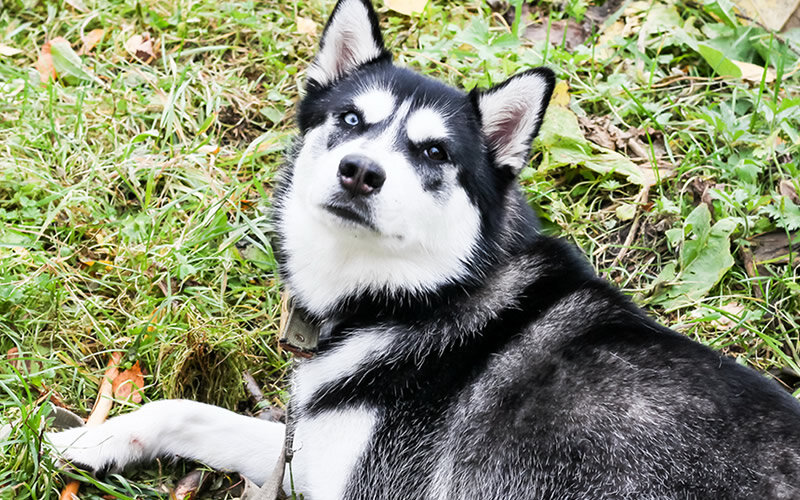 Часто оказывается, что такое поведение - не просто обычные шалости молодой собаки. Фото @kinologsmirnov.ru