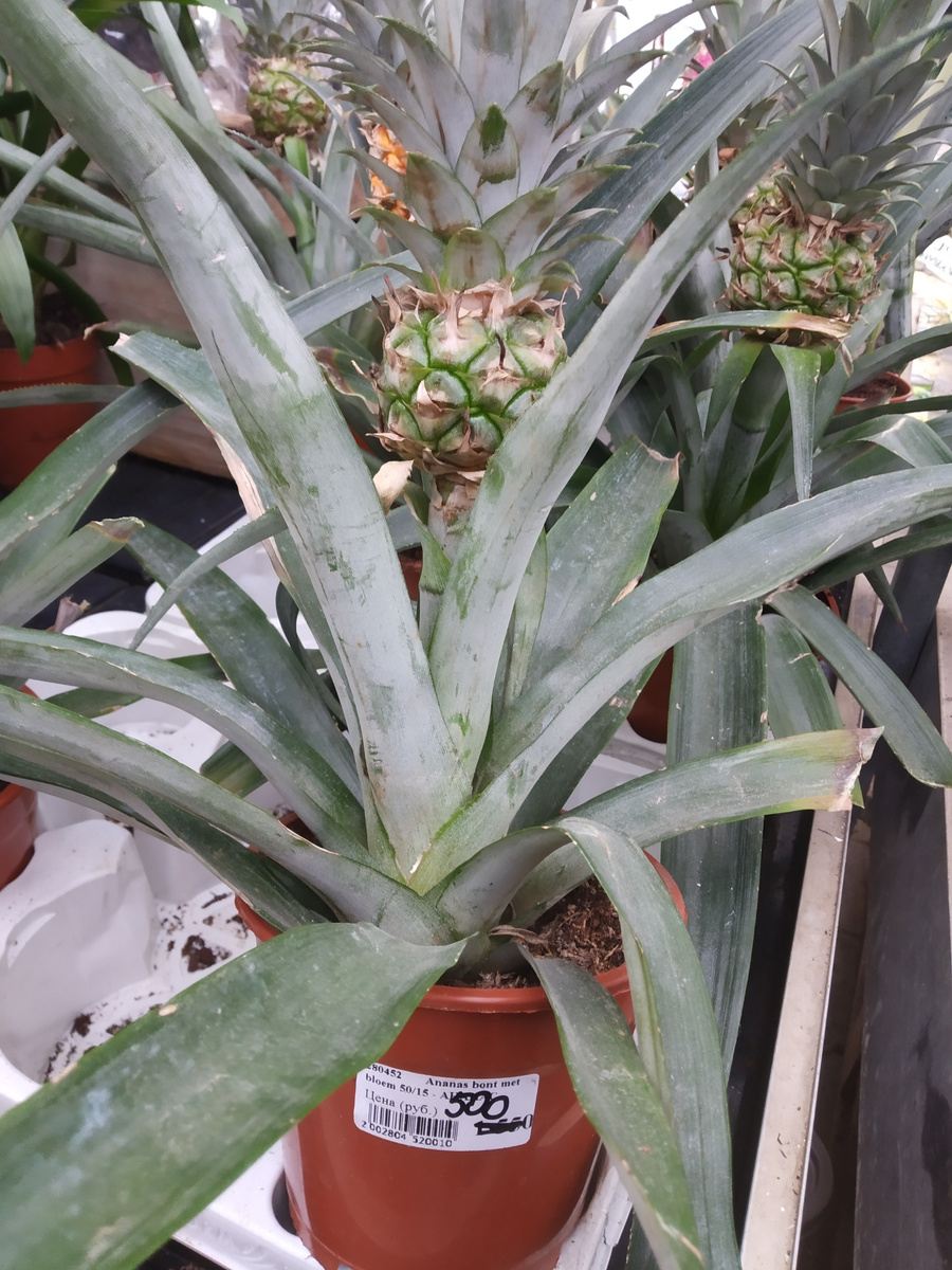 Экзотические растения - цена со скидкой