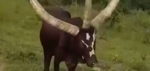 Это настоящее животное или это обман? Изображение предоставлено: Twitter / Rubabinda Jr 