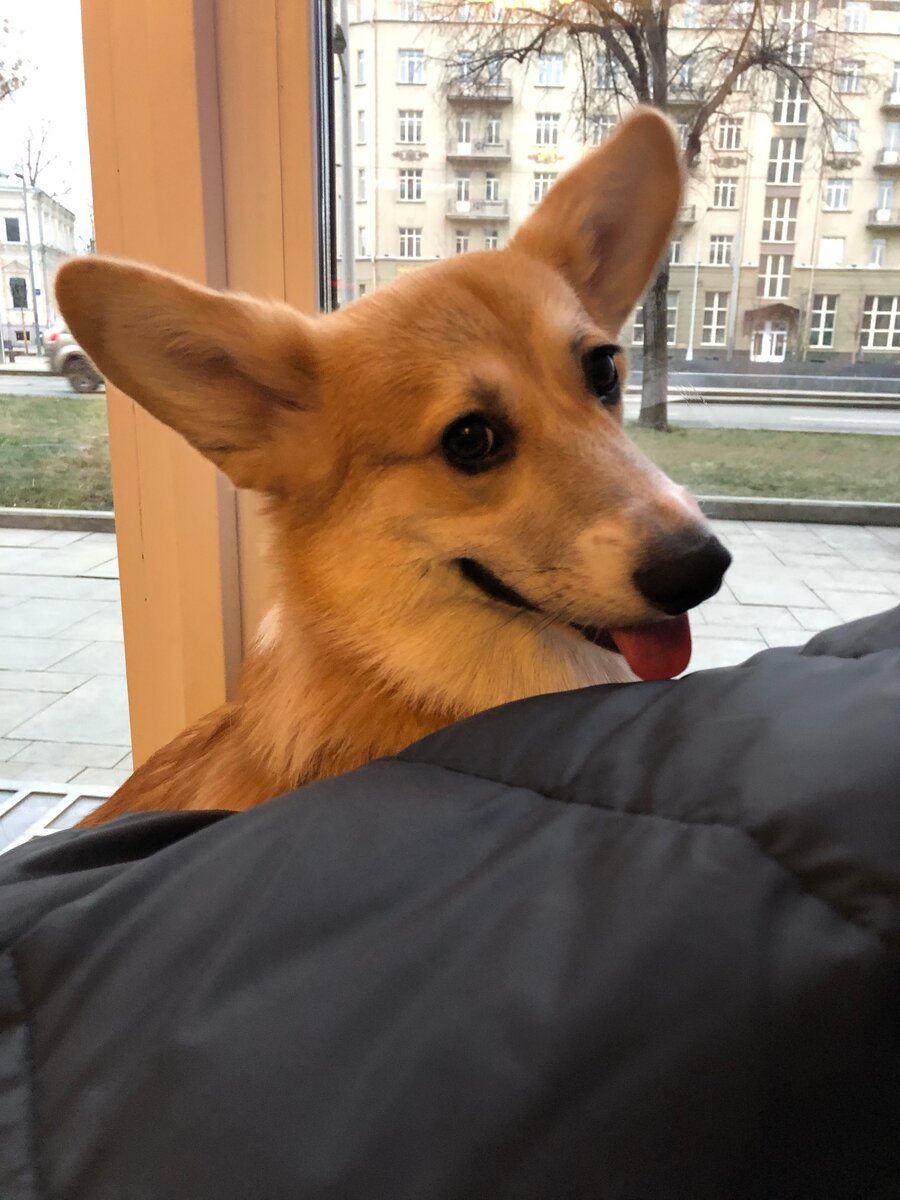 Хитрый ушастый жук