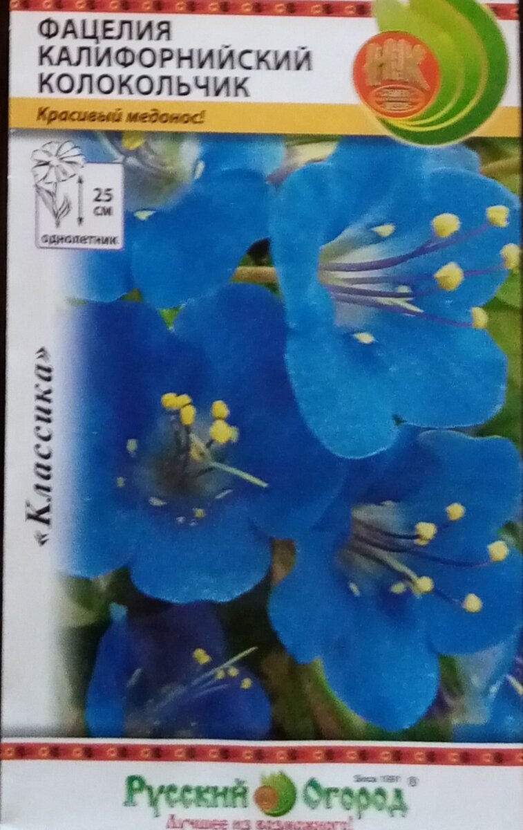 Вот такая ещё бывает фацелия. Буду сажать на огороде с томатами 