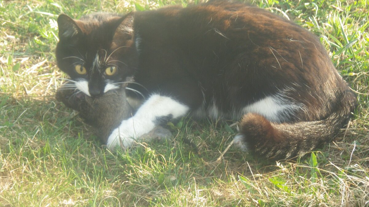 Мурка со вкусной мышью