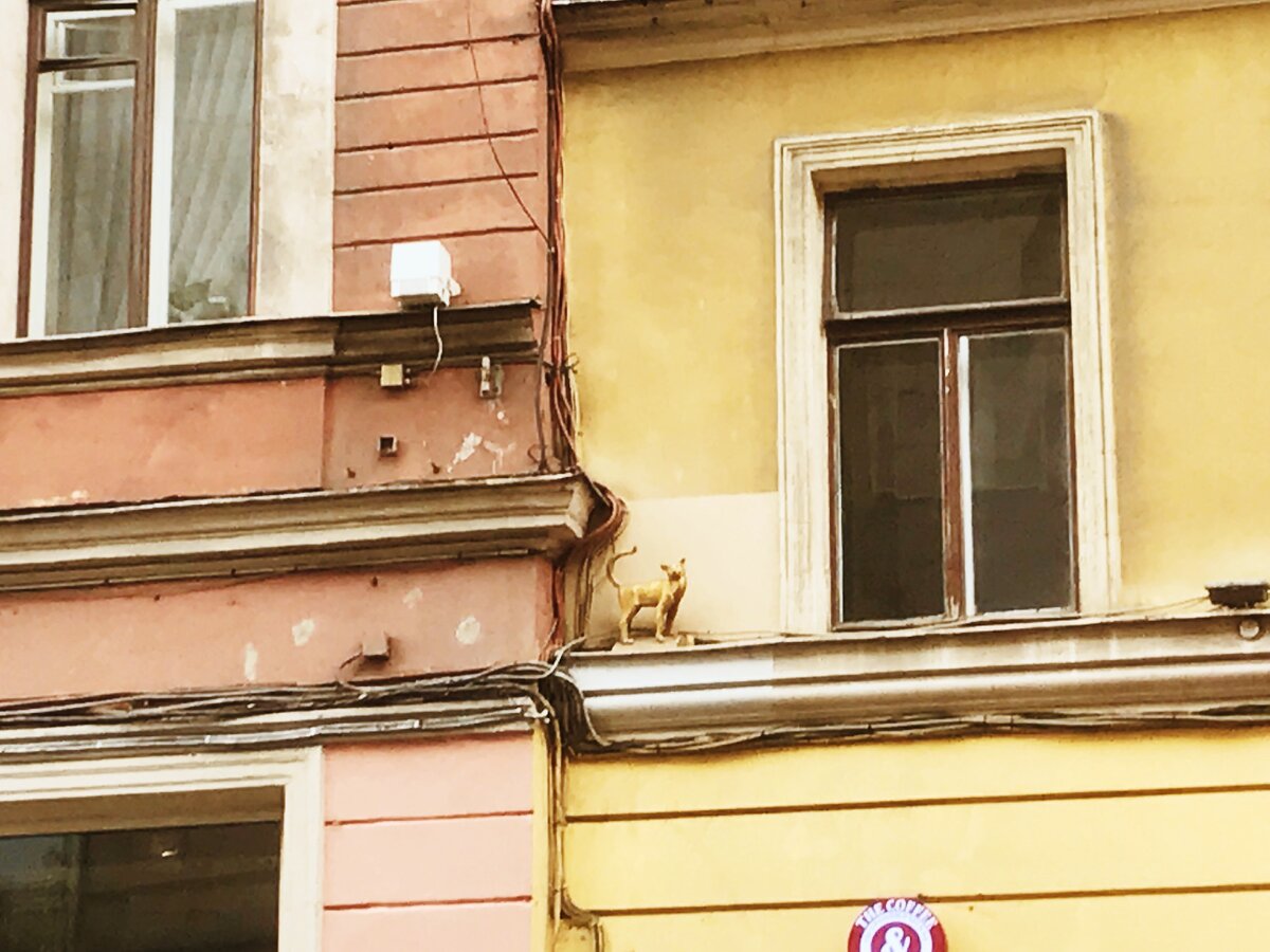 Кошка Алиса