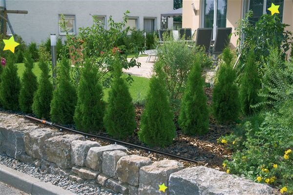 Капельный шланг проложен под живую изгородь и растения