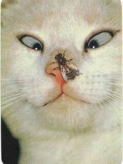 Я никому ничего не должна!