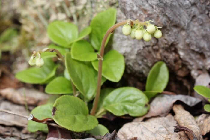 Готовят настойку из листьев и стеблей растения