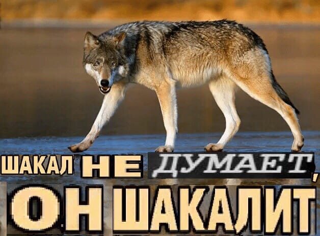 Ахуенное качество. Шакал Мем. Шакал прикол. Качество Шакал. Шакал шакалит
