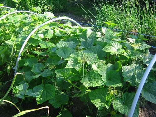 Грядка грунтовых огурцов