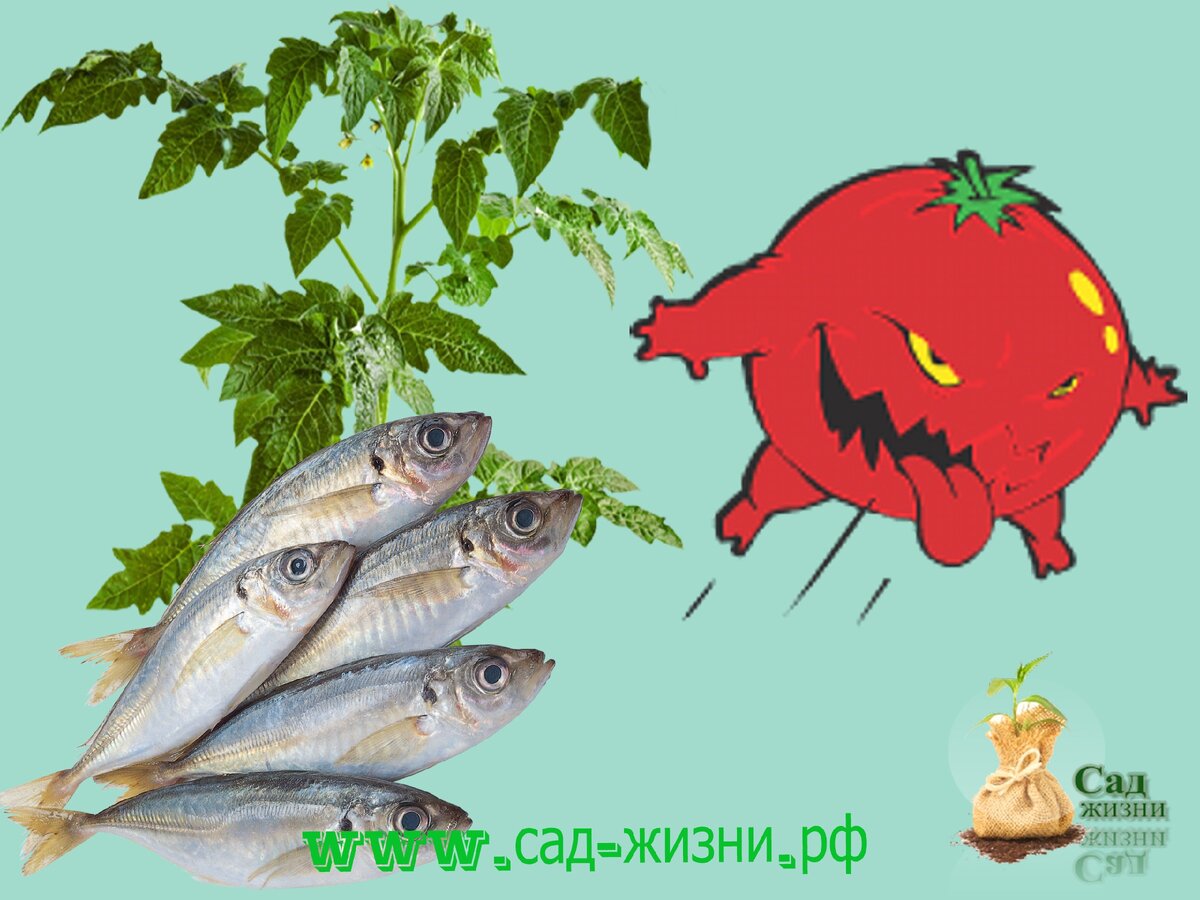 Рыбку в лунку?