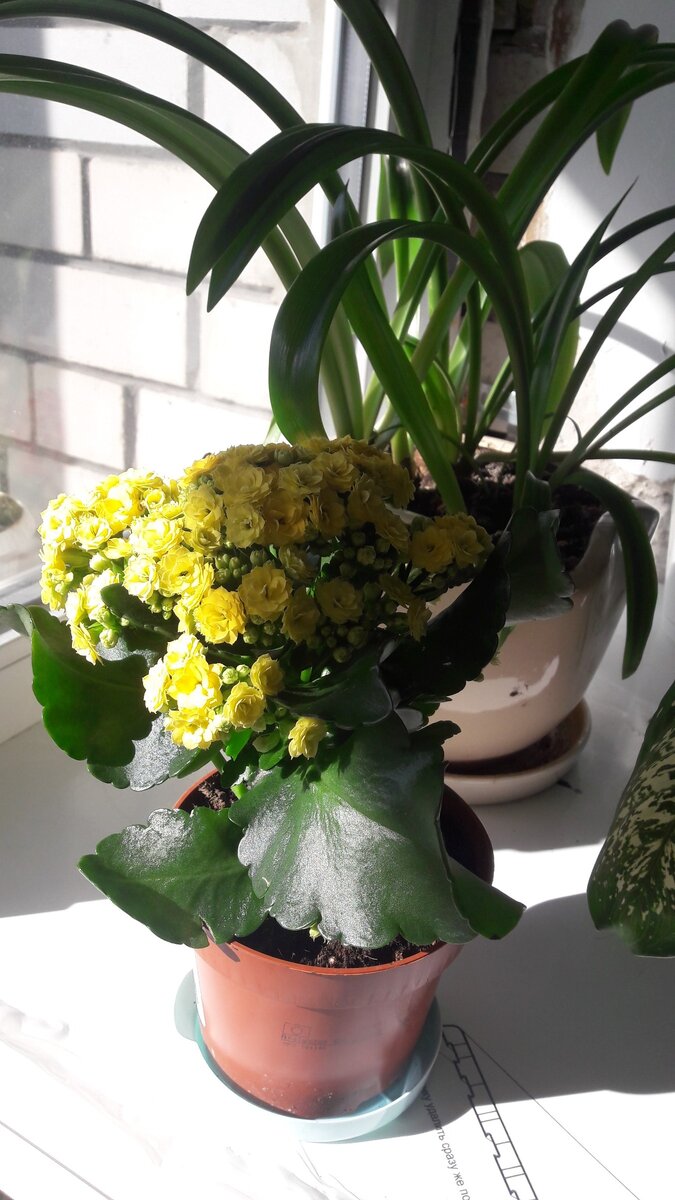 Успела купить шикарный каланхоэ по акции в Икеа.