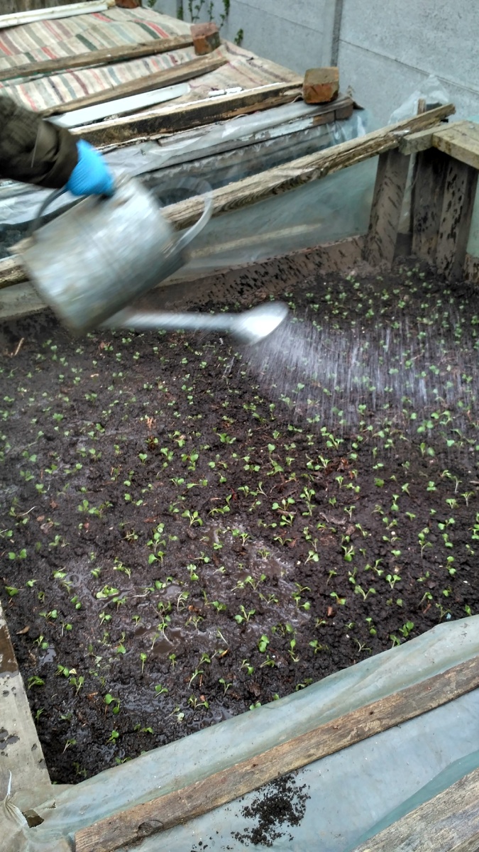 Поливаем рассаду теплой водой