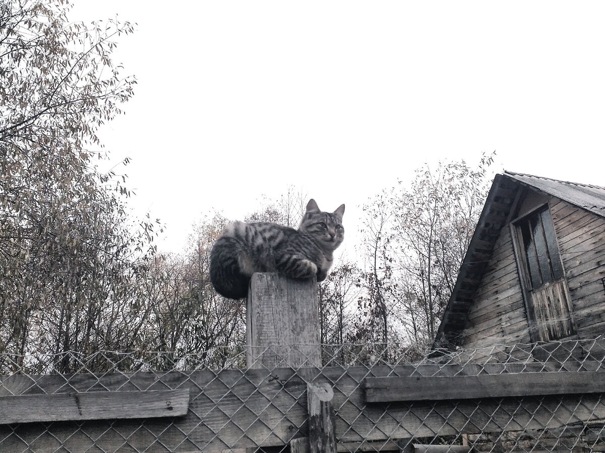 Возьмите кота и суперклей)