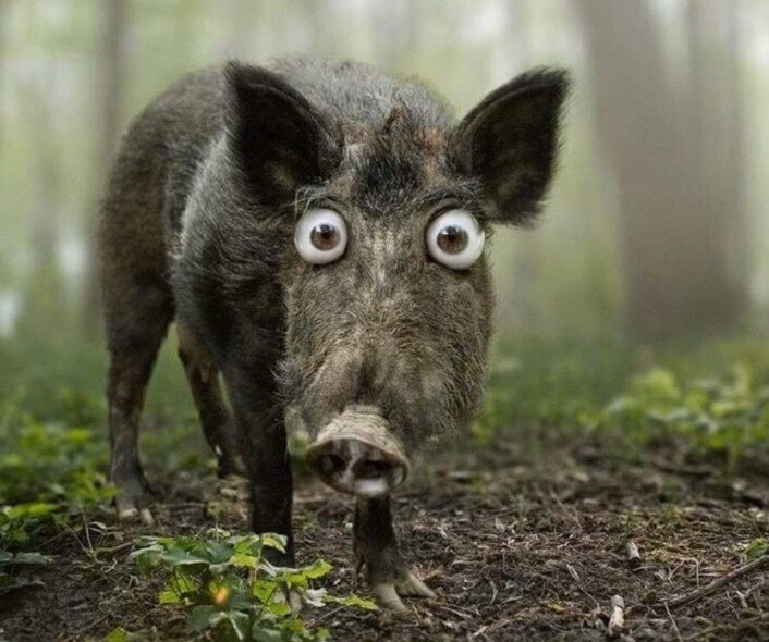 Фото из открытых источников