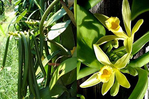    Психоэмоциональное действие: Успокаивает, вызывает эмоции счастья, теплоты, безмятежности. Лучшее масло для коррекции пищевой зависимости, отбивает тягу к сладкому.