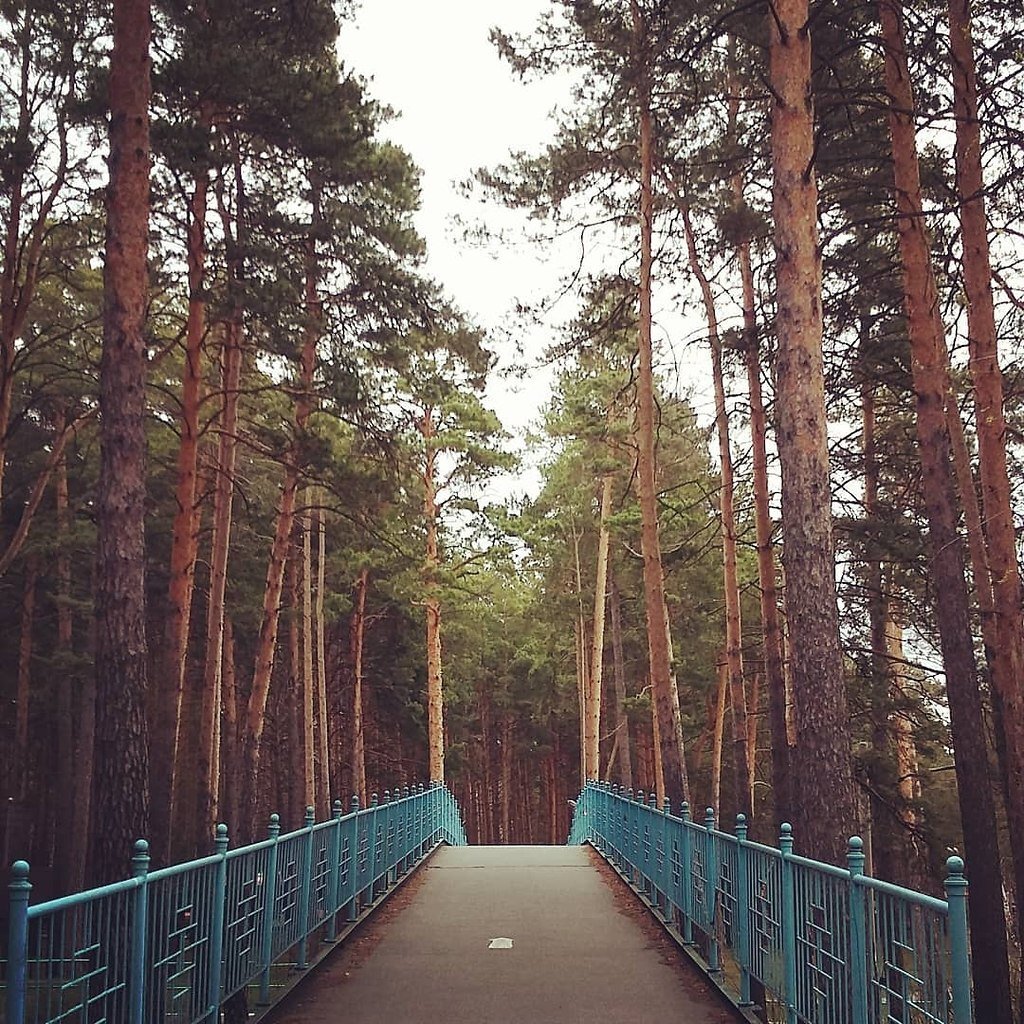 заельцовский парк новосибирск зимой