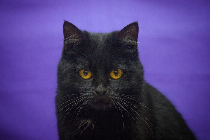 Кошка 1 год. Европейский короткошёрстный метис полосатый. Ласкуша. Кошка в москве. Рэгдолл бирманская невская.