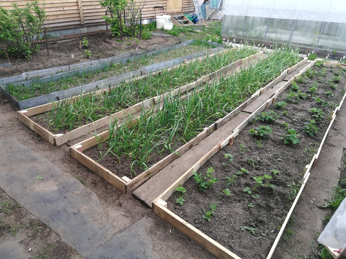 приводим в порядок огород