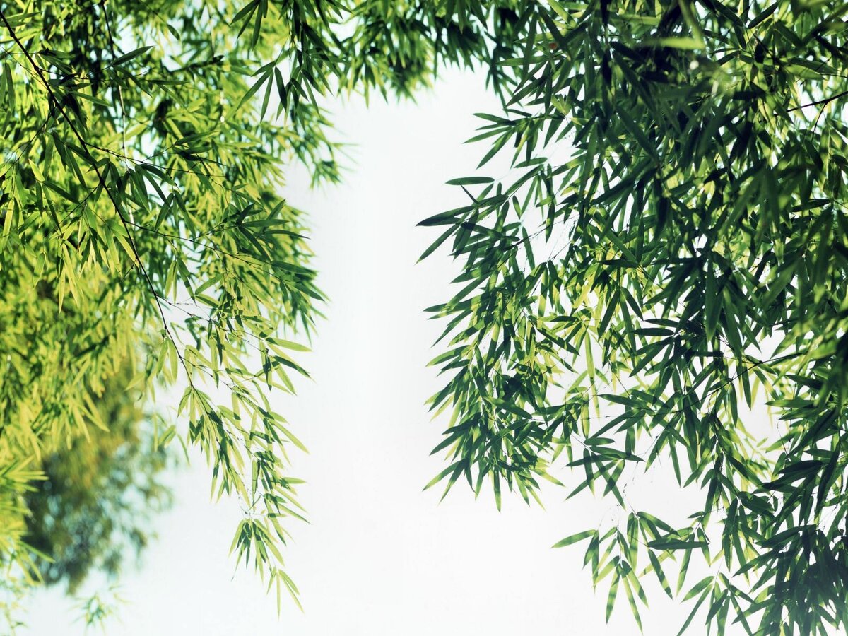 Картинка из интернета