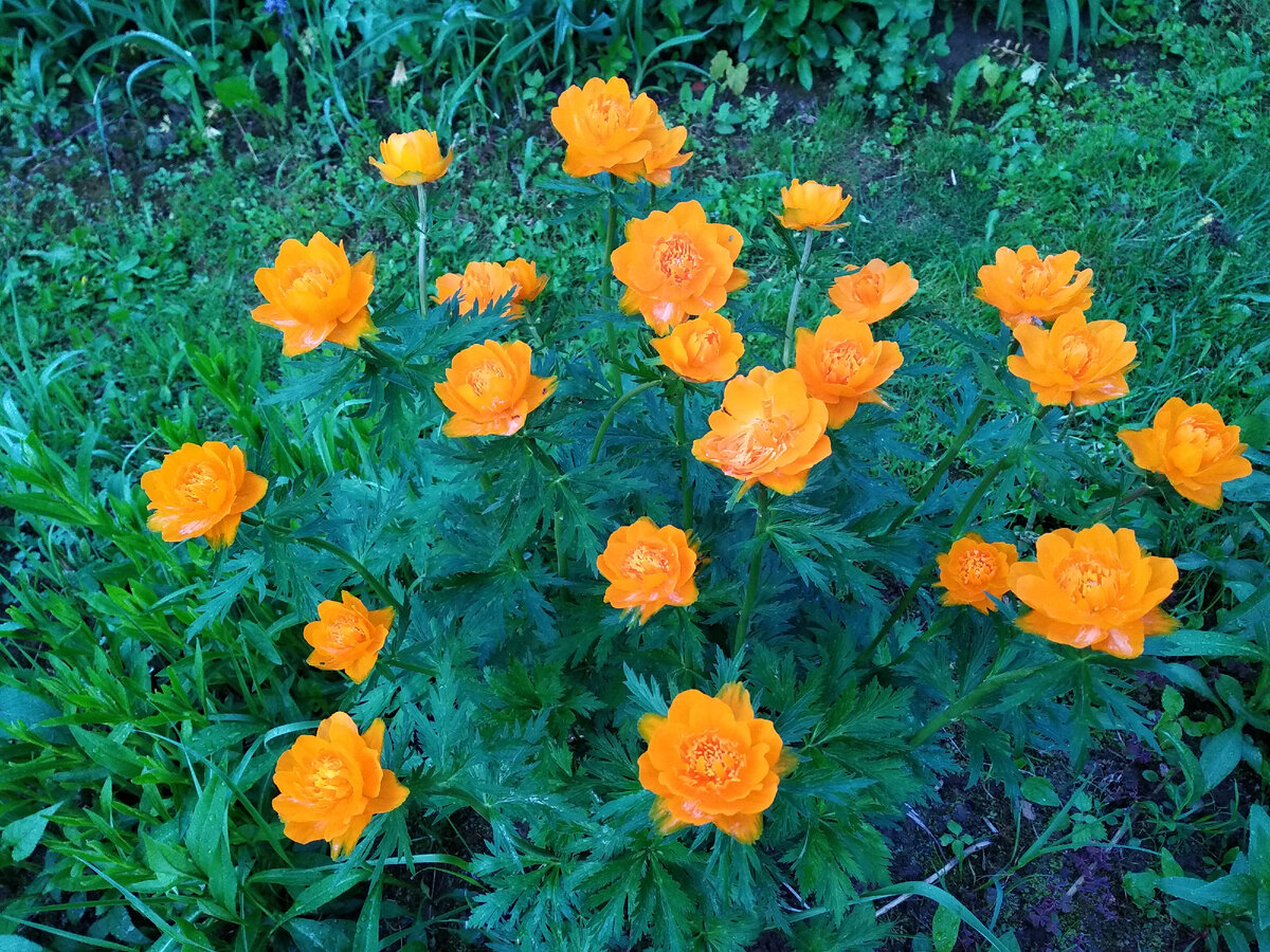 Купальница Trollius ranunculoides