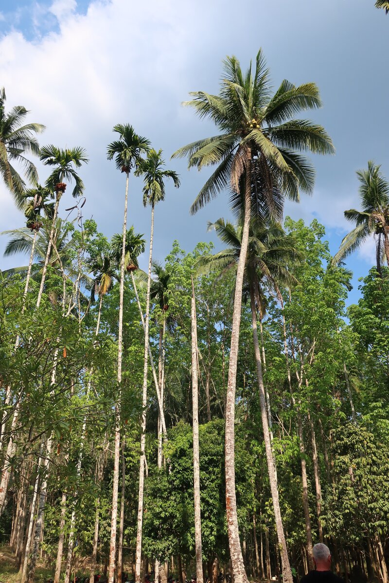 Пальмовая роща. Таиланд.