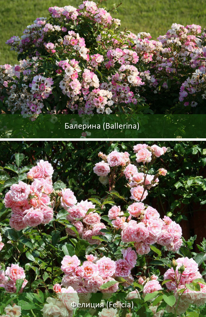 Источник: www.pinterest.ru