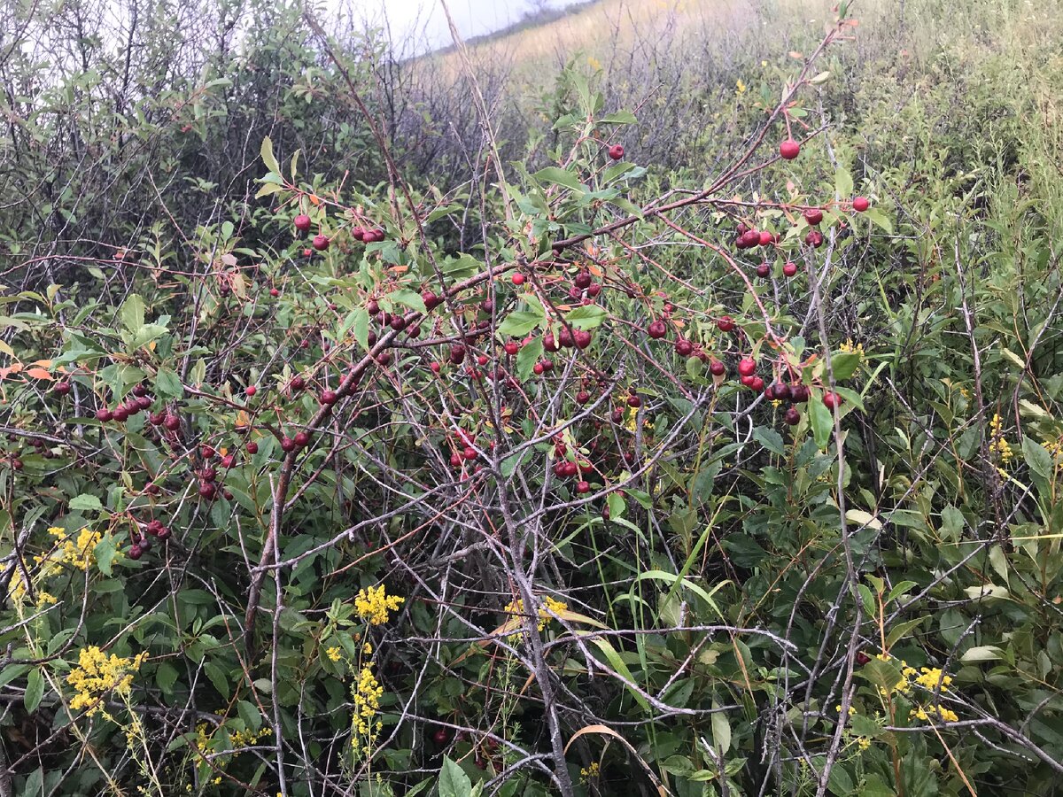 Куст вишни 🍒 