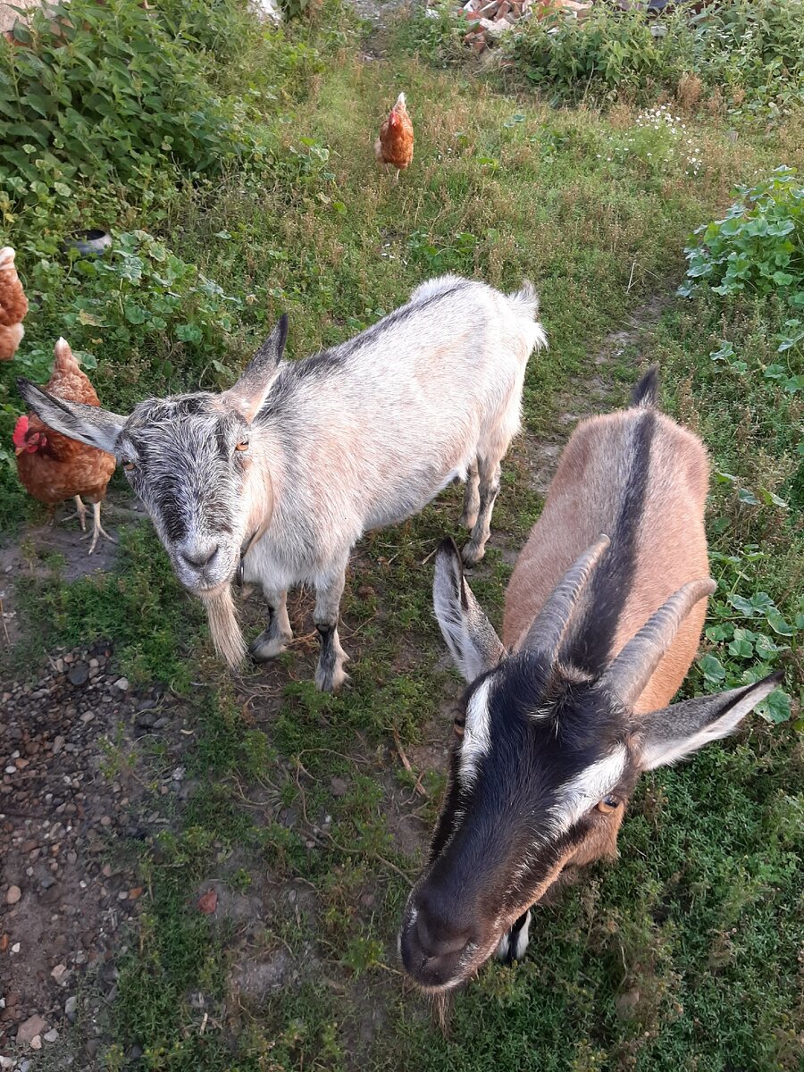 Мои козы и курицы.