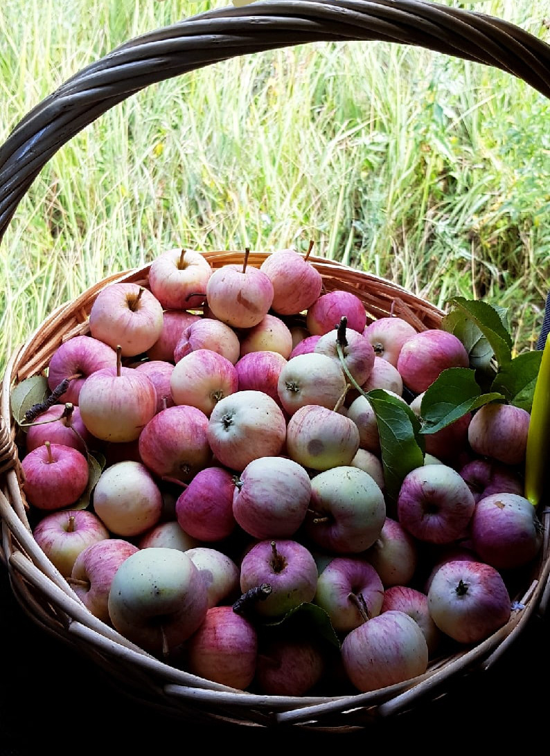 Листайте вправо. Вкуснейшие яблочки. И немного облепихи.